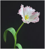 Frilly Tulip