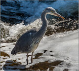 Grey Heron