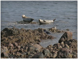 Grey Seals
