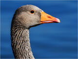 Greylag Goose