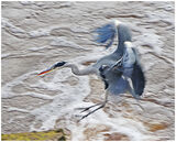 Heron in Flight