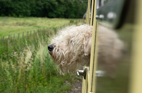 How to train your dog