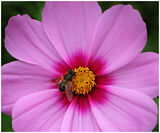 Insect on Pink flower