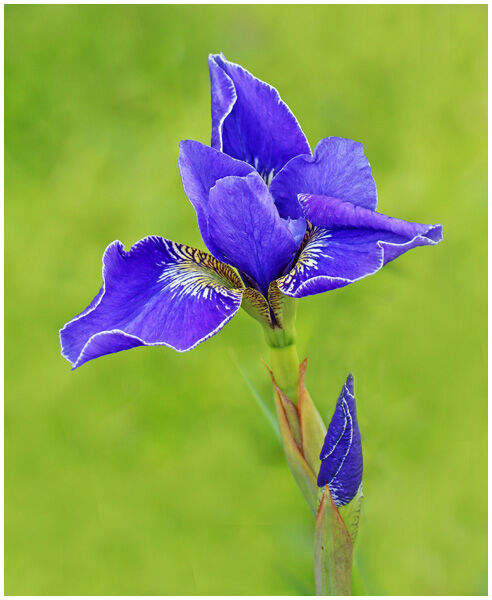 Iris