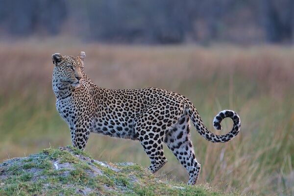 Leopard