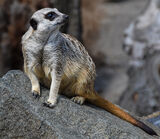 Meerkat