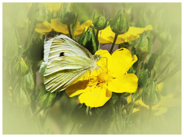 Moth on Yellow Flower