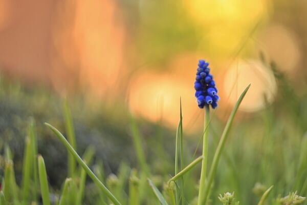 Muscari at Dusk