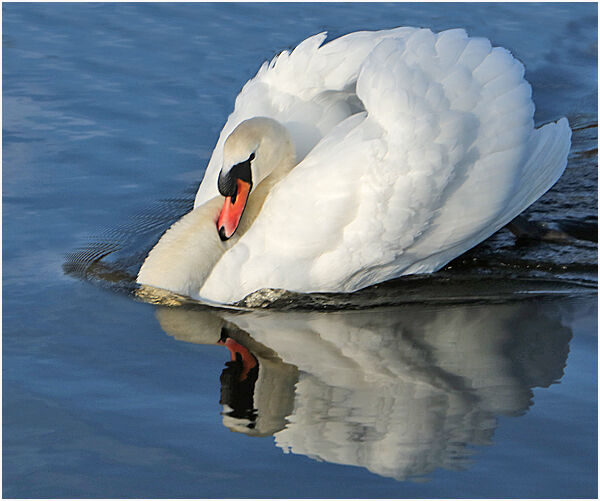 Mute Swan
