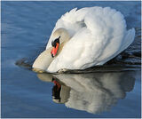 Mute Swan