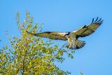 Osprey Take-off