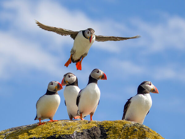 Permission to Land