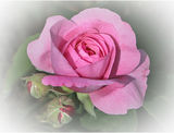 Pink rose with Vignette