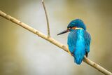 Resting Kingfisher