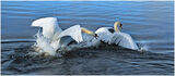 Swan Chase