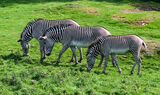 Zebras in Edinburgh Zoo