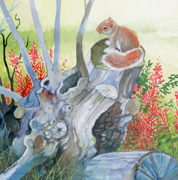 15. Squirel Trunk Wc