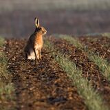 Brown Hare at Sunrise by Alan Rich 11
