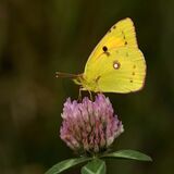 Clouded Yellow by Alan Rich 10