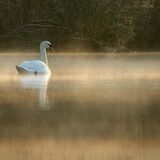 Dawn on Swan Pool by Alan Rich 11 A