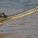 Gharial Crocodile by Martin Robinson AR