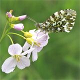 Female Orange Tip with Egg by Jayne Hutchings 11