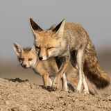 Indian Red Fox by Martin Robinson AR