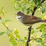 Male Whitethroat Calling by Alan Rich 12 A