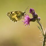 Marbled White by Alan Rich 10