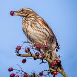 Redwing by Kim Pratt 10