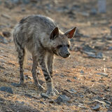 Striped Hyena by Martin Robinson AR