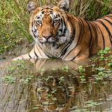 Tiger Cooling Off by Martin Robinson AR