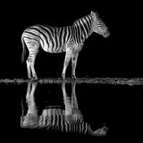 Zebra by Martin Robinson AR