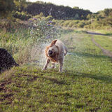 Fun working with animals