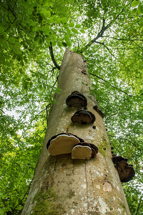 Eeuwenoude bomen in het New Forest, Engeland