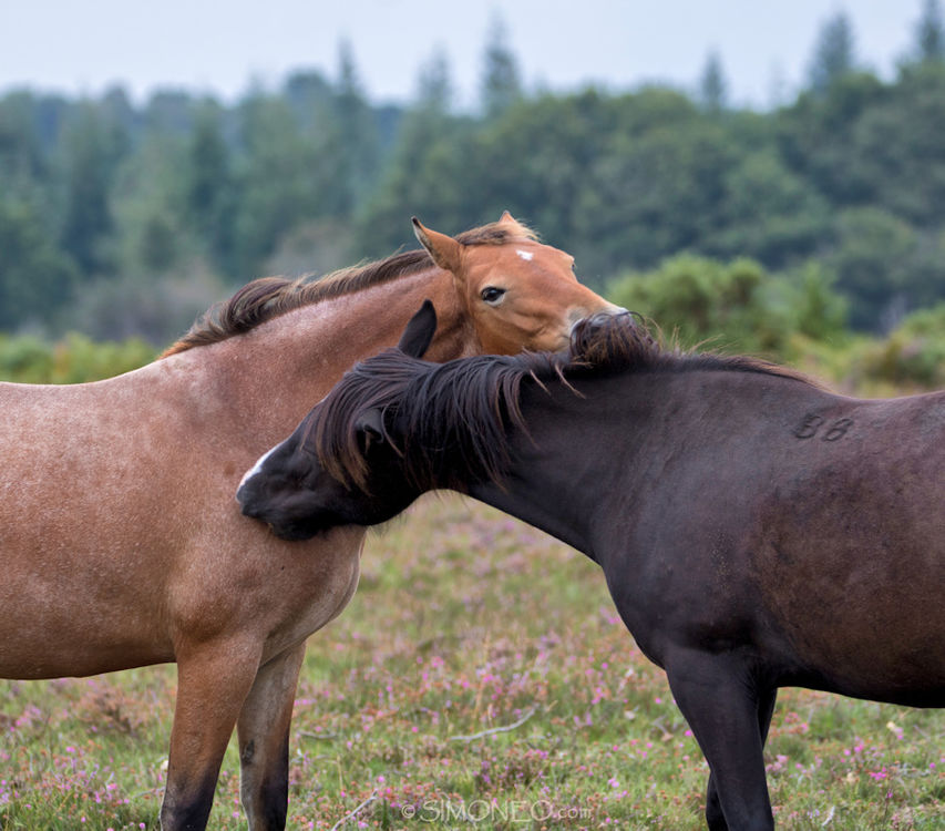 Fotoreis New Forest, september 2019