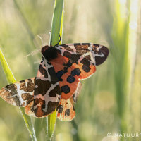 Grote beervlinders