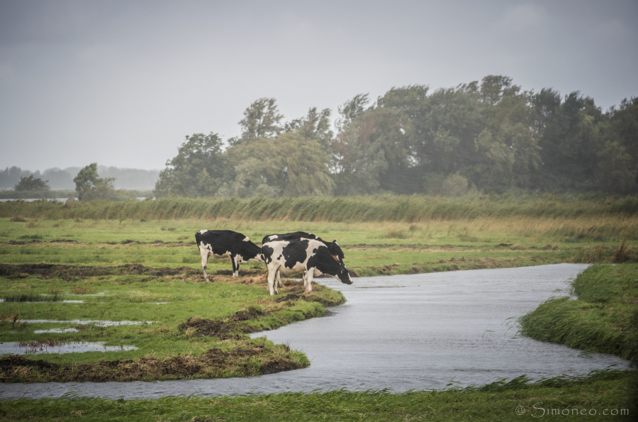 Een druilerige dag in Waterland