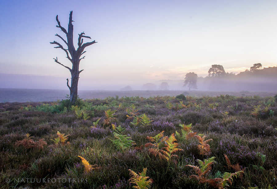 New Forest