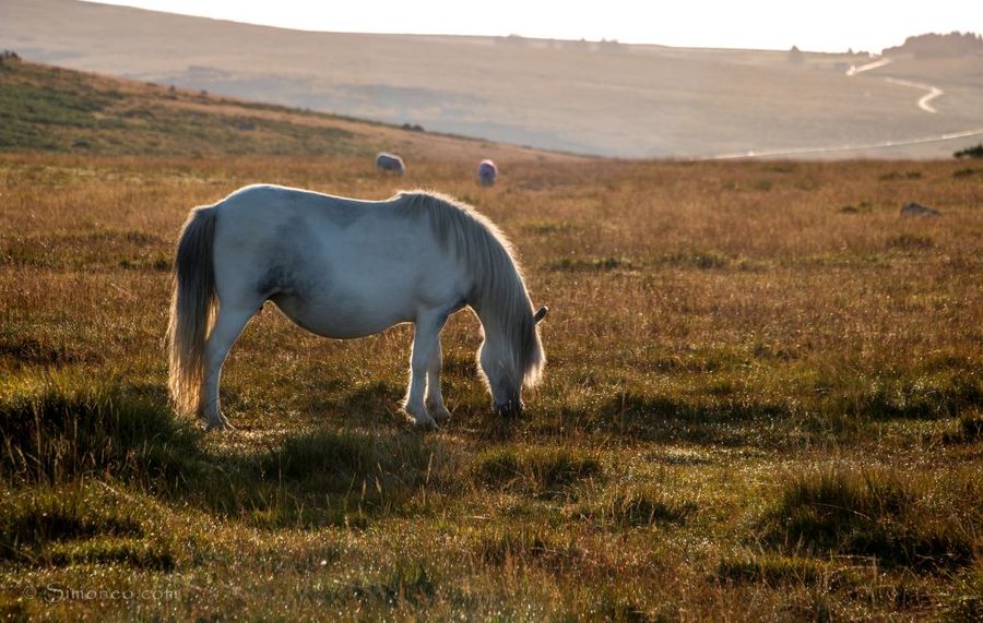 Free roaming horses