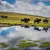 Dartmoor ponies