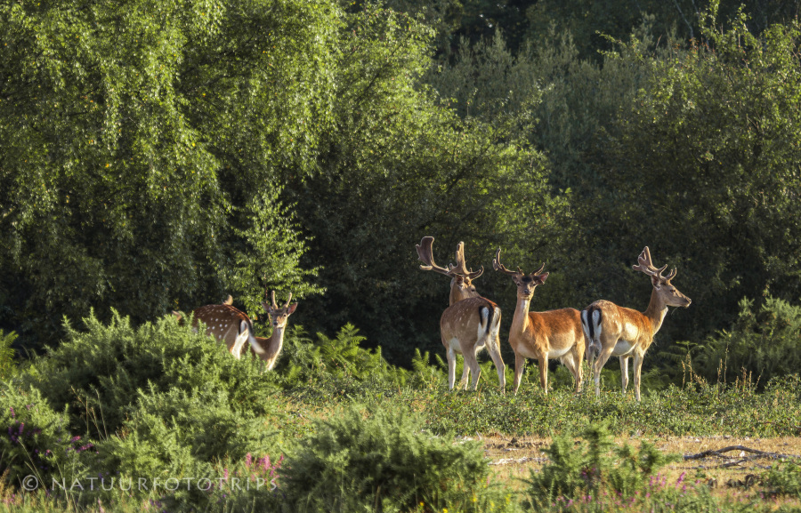 New Forest national park wildlife tijdens fotoreis natuurfototrips