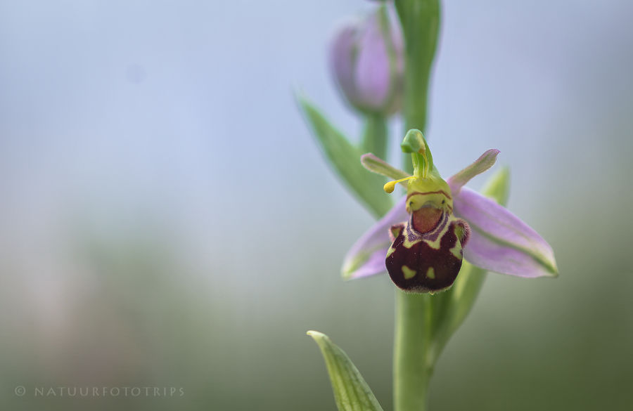 Bijenorchis close up