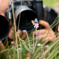 Workshop macrofotografie