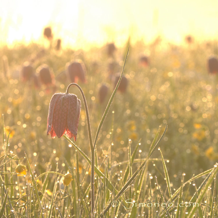 kievitsbloemen ochtendlicht