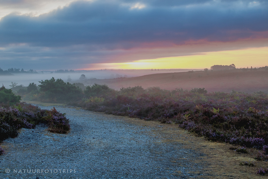 New Forest national park fotoreis