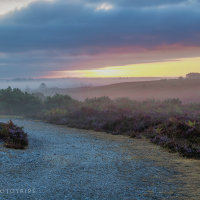 New Forest national park fotoreis
