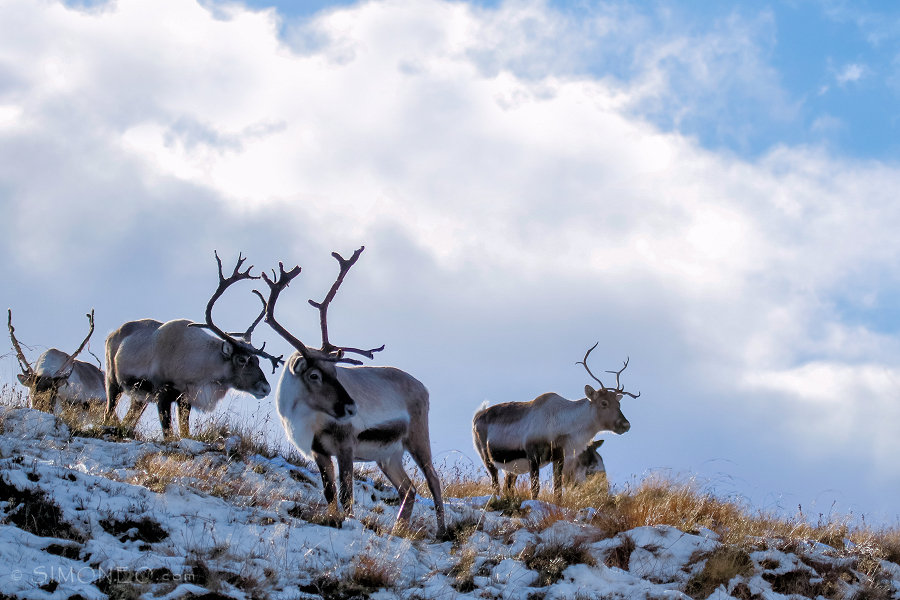Rendieren op Cairngorm