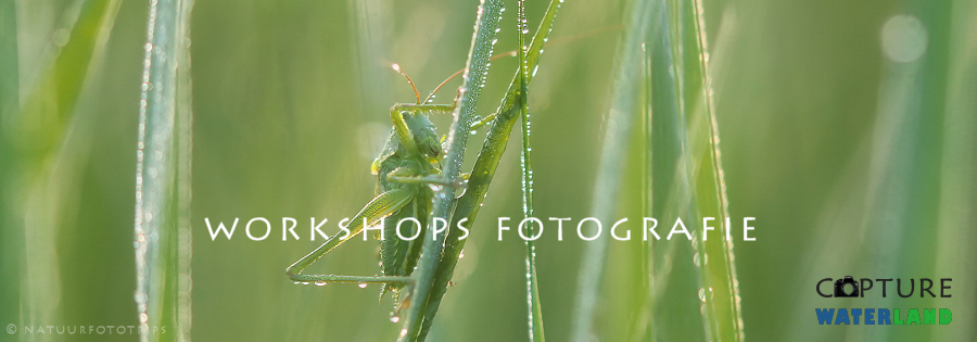 workshops natuurfotografie waterland