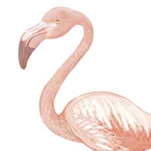 rose bush and flamingo